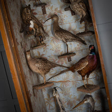 Load image into Gallery viewer, Taxidermy Bird Cabinet
