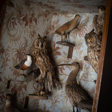 Load image into Gallery viewer, Taxidermy Bird Cabinet
